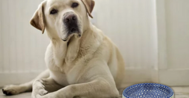 What is the healthiest bowl for your dog?  Polish Pottery of course!